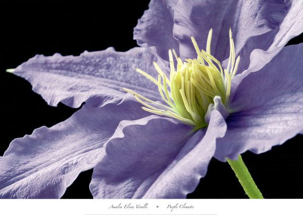 Purple Clematis by Amalia Elena Veralli - 26 X 36 Inches (Art Print)