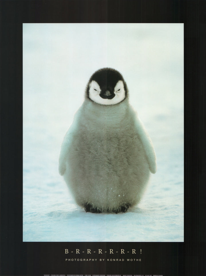 B-R-R-R-R-R-R! Penguin Chick, Antarctica by Konrad Wothe - 18 X 24 Inches (Art Print)