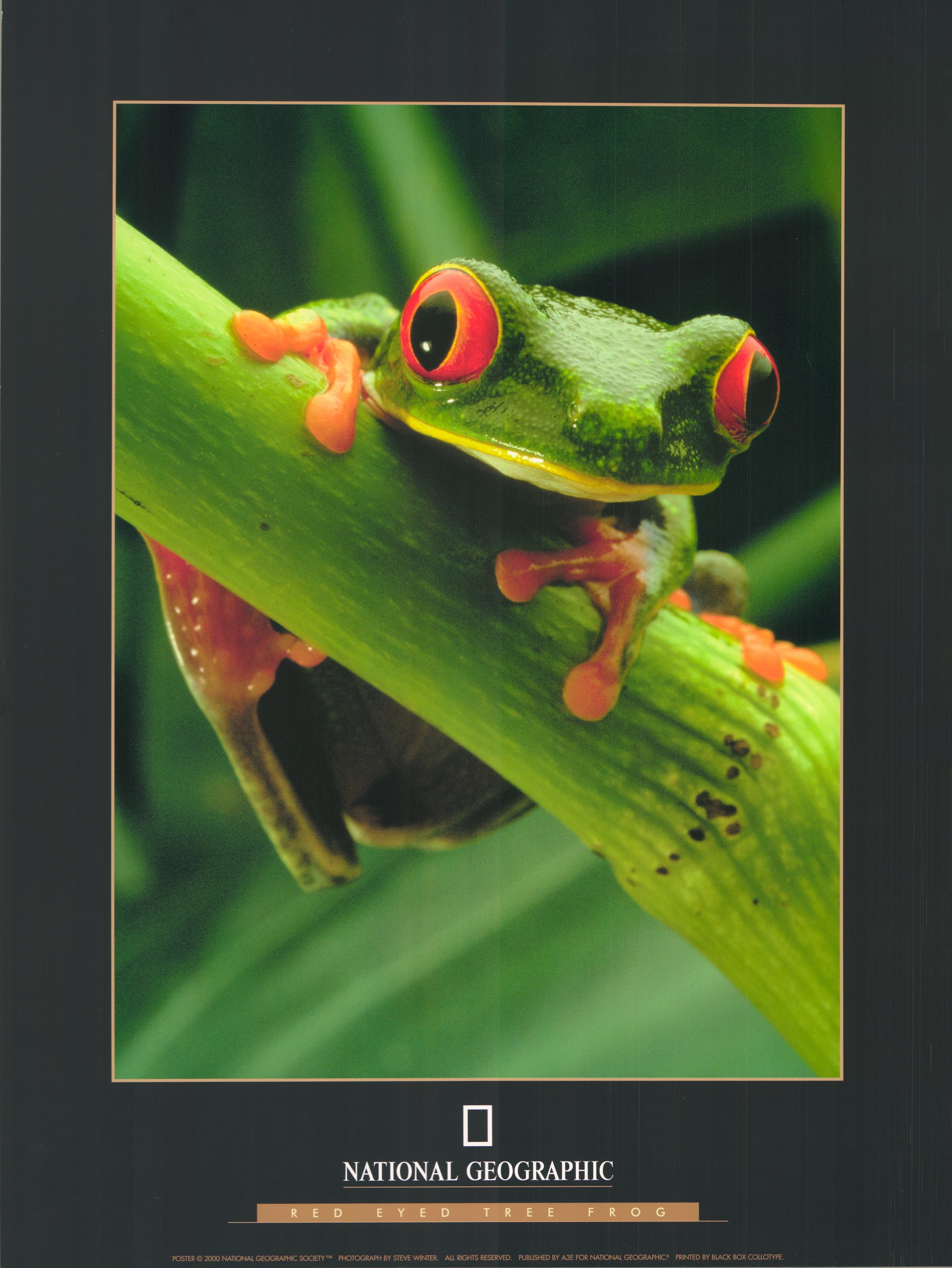 Red Eyed Tree Frog by Steve Winter - 18 X 18 Inches (Art Print ...