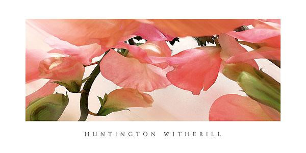 Sweet Peas #1 by Huntington Witherill - 18 X 36 Inches (Art Print)
