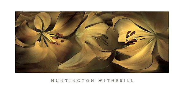 Lilies #35 by Huntington Witherill - 18 X 36 Inches (Art Print)