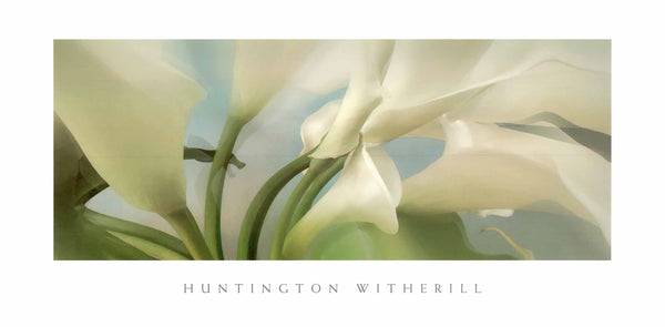 Calla Lilies #28 by Huntington Witherill - 18 X 36 Inches (Art Print)
