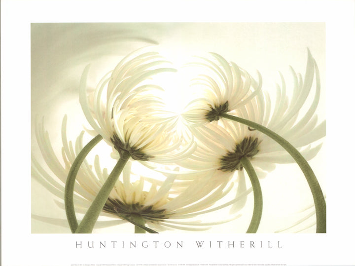 Spider Mums #2, 2002 by Huntington Witherill - 20 X 20 Inches (Art Print)