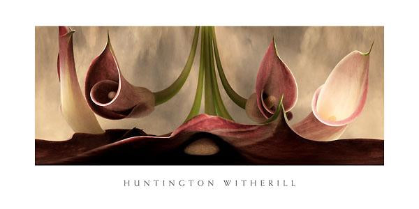 Calla Lilies #11 by Huntington Witherill - 18 X 36 Inches (Art Print)