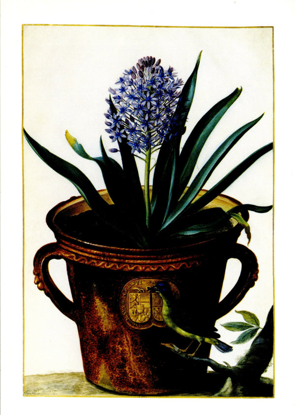 Scilla peruviana by Johann Walter - 4 X 6 Inches (10 Postcards)