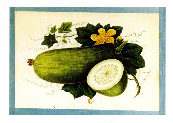 Courge de Chine - 4 X 6 Inches (10 Postcards)