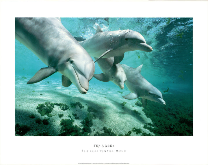 Bottlenoes Dolphins, Hawaii - 22 X 28 Inches (Art Print)