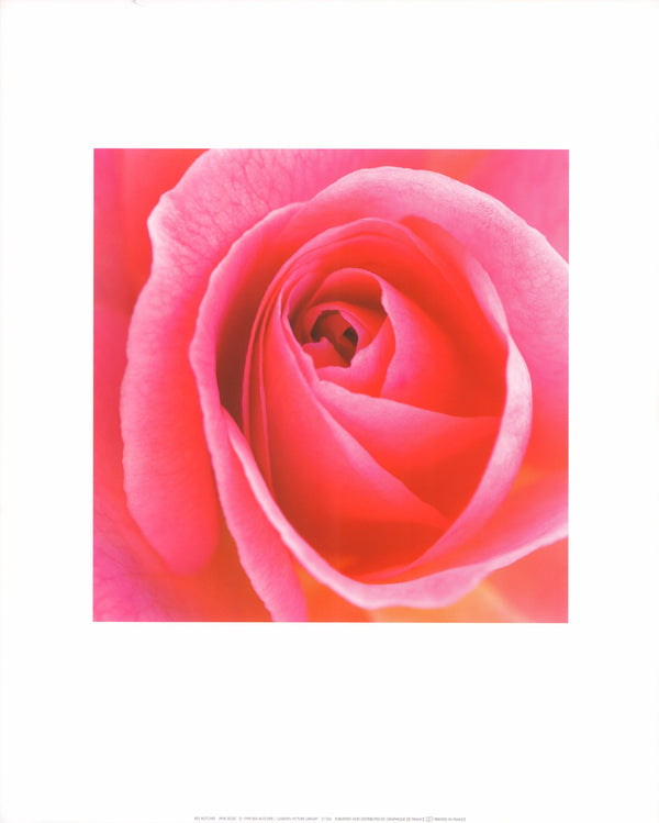 Pink Rose by Rex Butcher - 12 X 12 Inches (Art Print)
