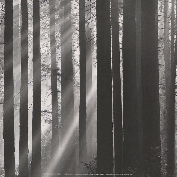 Sunlight in Forest by Anonyme - 12 X 12 Inches (Art Print)
