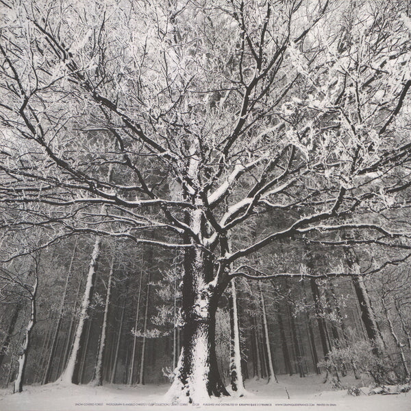 Snow-Covered Forest by Angelo Christo - 12 X 12 Inches (Art Print)