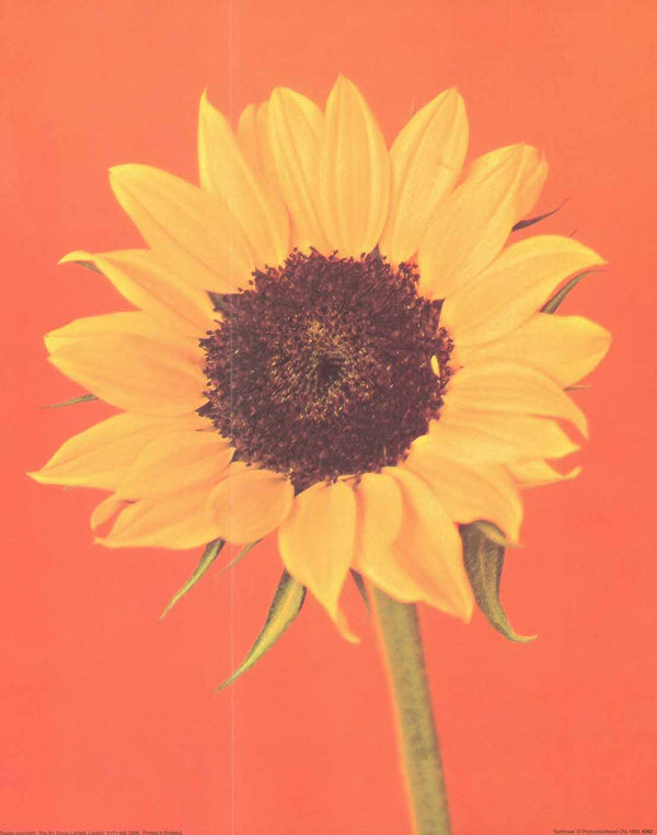Sunflower by Masao Ota - 16 X 20 Inches (Art Print)