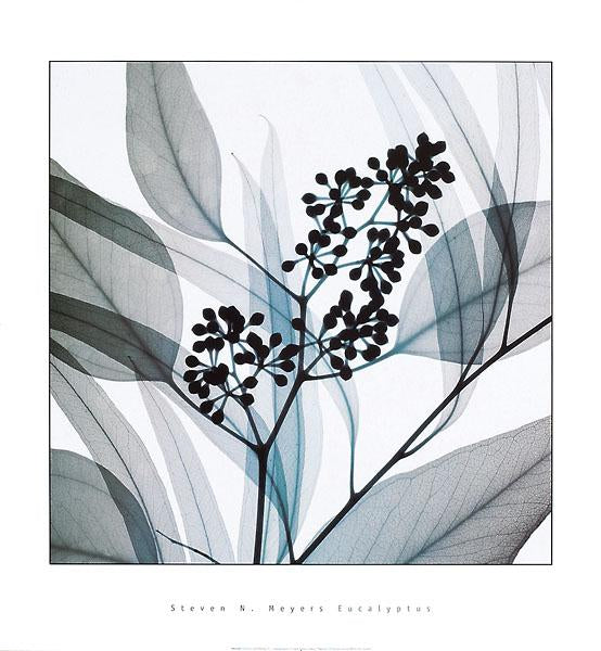 Eucalyptus by Steven N. Meyers - 24 X 26 Inches (Art Print)