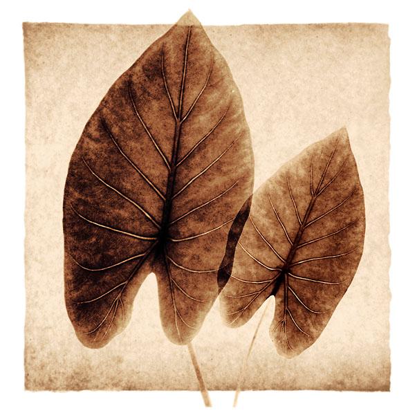 Taro Leaves by Michael Mandolfo - 20 X 20 Inches (Art Print)