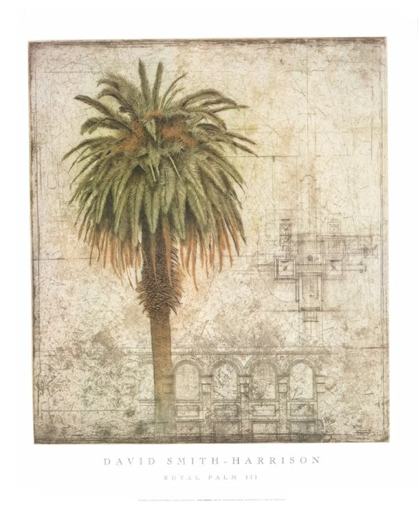 Royal Palm III by David Smith-Harrison - 27 X 32 Inches (Art Print)