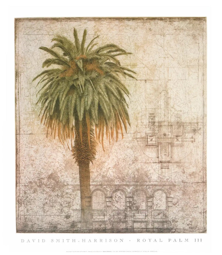 Royal Palm III by David Smith-Harrison - 20 X 23 Inches (Art Print)