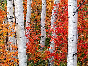 Aspens and Maples