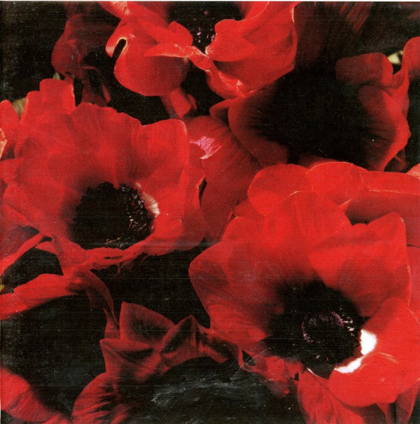 Marvels of Peru, Poppies, 1995 by Marie-Jo Lafontaine - 6 X 6 Inches (Greeting Card)