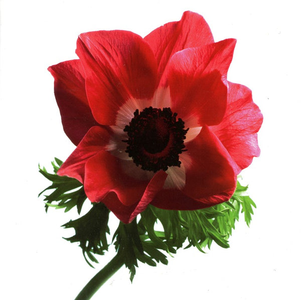 Anemone by Cédric Porchez - 6 X 6 Inches (Greeting Card)