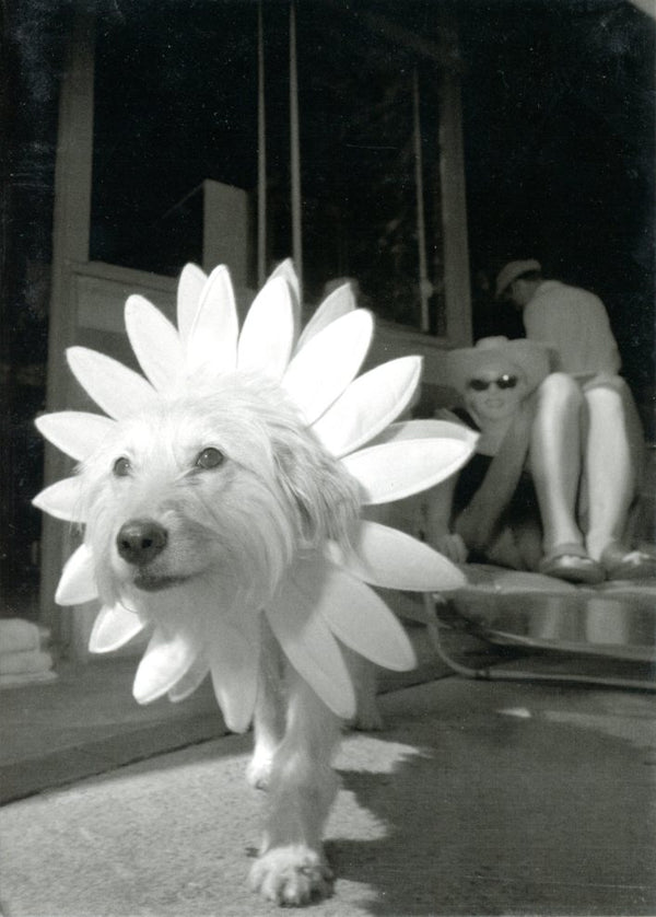 Dog in a Daisy Costume / Chien déguisé en fleur