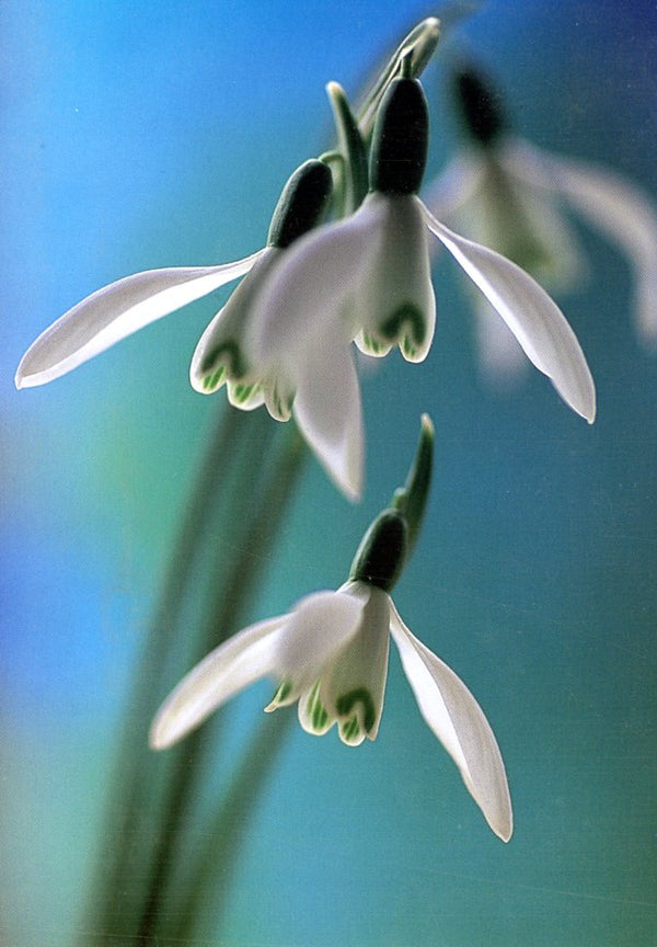 Snowdrops / Perce-neiges