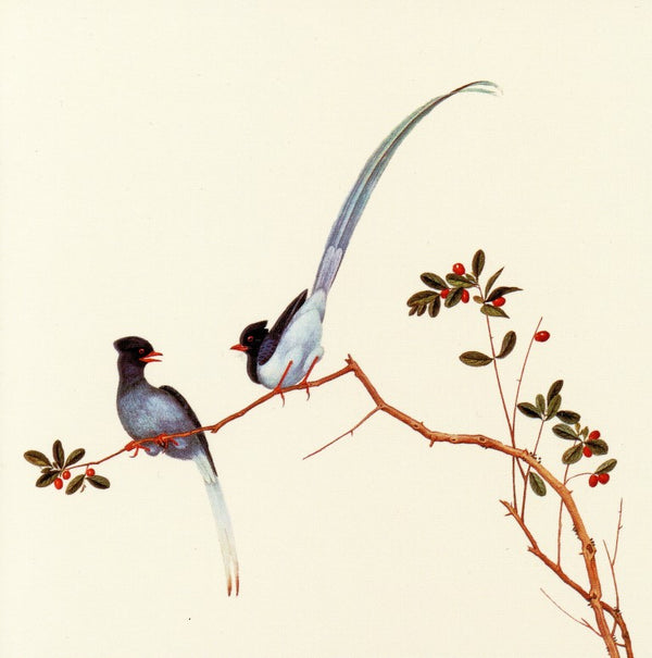 Red-billed Blue Magpies, on a Branch with Red Berries - 6 X 6 Inches (Greeting Card)