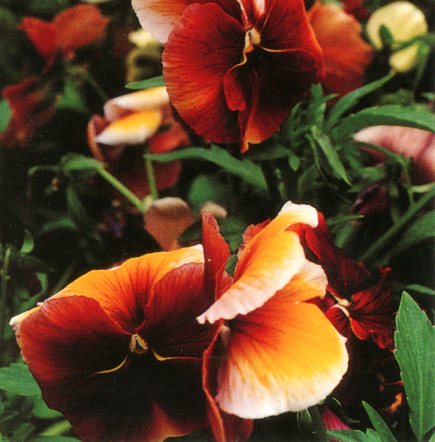 Apricot Pansies by Ruth Beker - 3 X 3 Inches (Greeting Card)