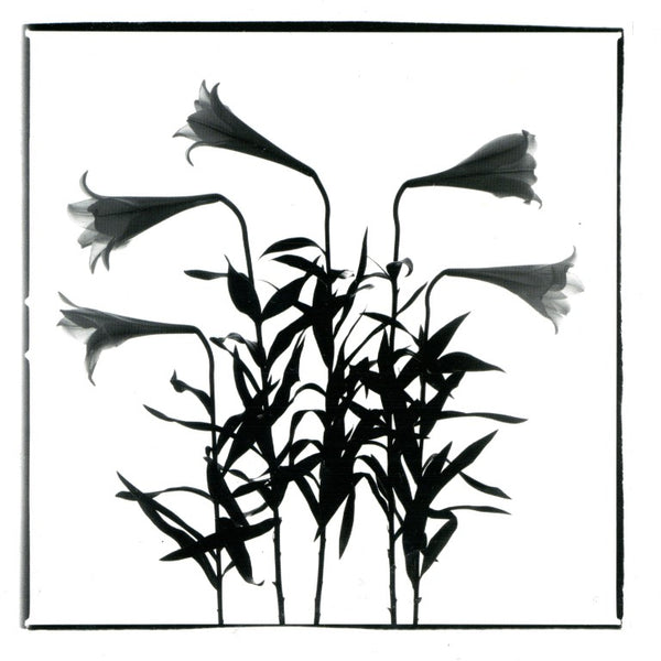 White Lilies, 1996 by Régis D'Audeville - 6 X 6 Inches (Greeting Card)