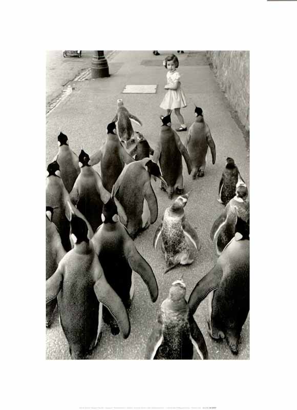 Penguins Day Out by Werner Bischof - 12 X 16 Inches (Art Print)