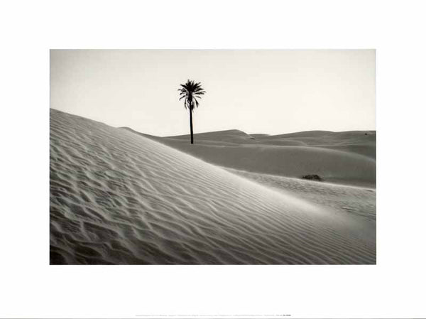 Palm Tree, Mauritania by Raymond Depardon - 12 X 16 Inches (Art Print)