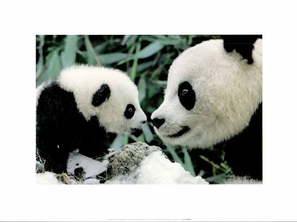 Mother and Baby Panda by Steve Bloom - 12 X 16 Inches (Art Print)