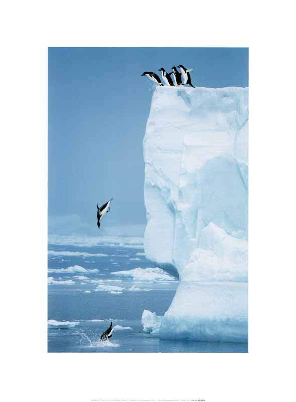 Penguins Diving Off Iceberg by Steve Bloom - 12 X 16 Inches (Art Print)