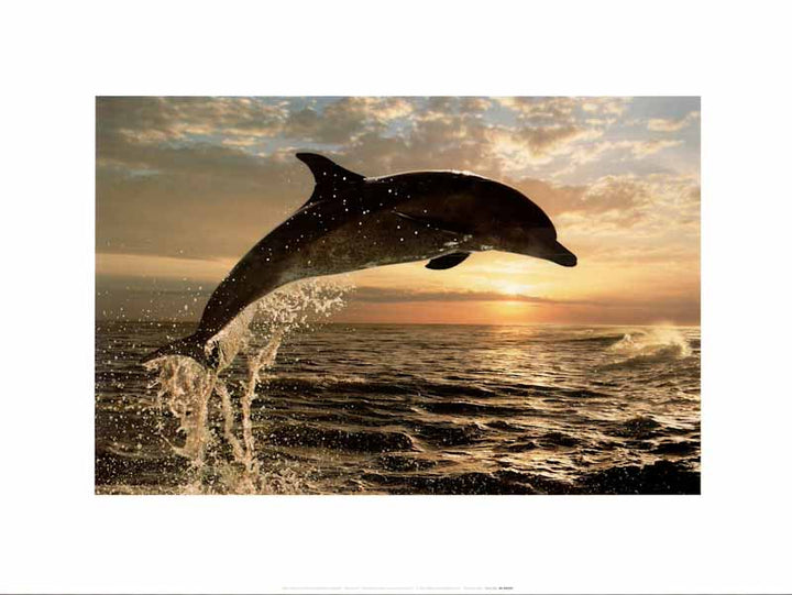 Bottlenose Dolphin at Sunset by Steve Bloom - 12 X 16 Inches (Art Print)