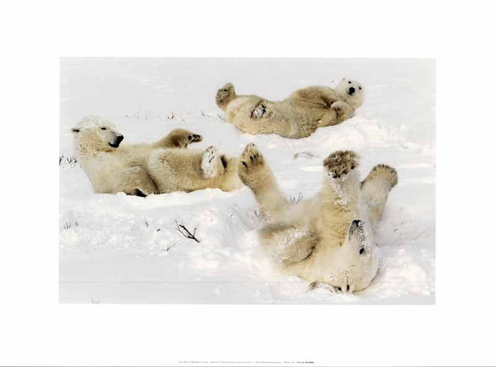 Polar Bears in Snow by Steve Bloom - 12 X 16 Inches (Art Print)