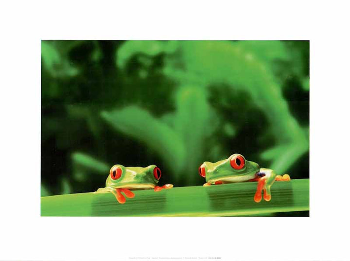 Red Eyed Tree Frogs by Chase Swift - 12 X 16 Inches (Art Print)