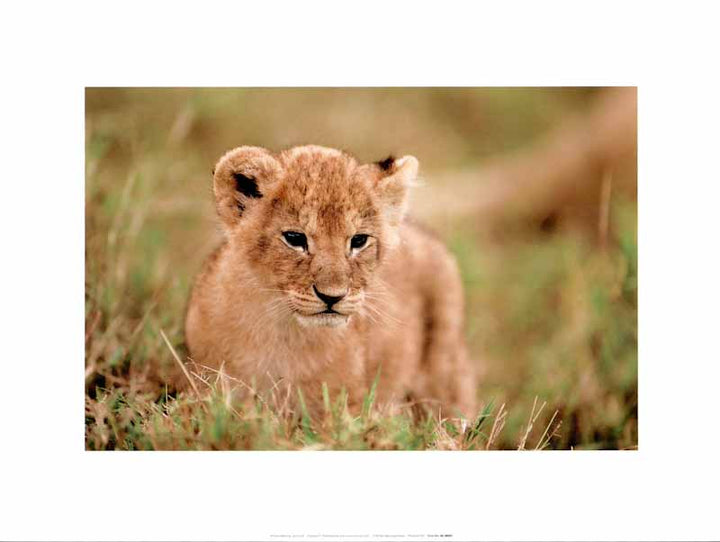 Lion Cub by William Manning - 12 X 16 Inches (Art Print)