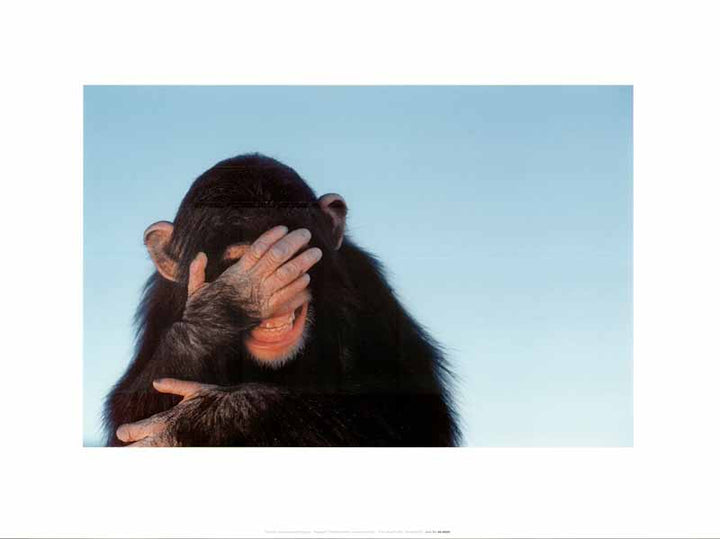 Embarrassed Chimpanzee by Tim Davis - 12 X 16 Inches (Art Print)