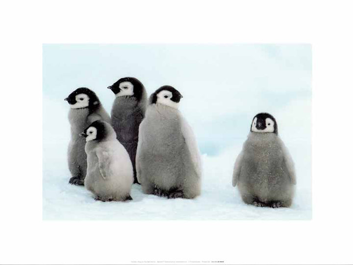 Penguins The Odd One Out by Tim Davis - 12 X 16 Inches (Art Print)