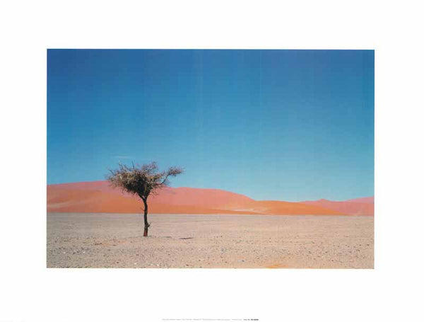 Desert Tree, Namibia by Jean Paul Nacivet - 12 X 16 Inches (Art Print)