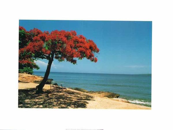 The Red Tree, Cuba by Angelo Cavalli - 12 X 16 Inches (Art Print)