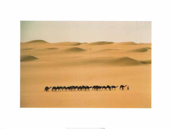 Camel Train, Mauritania by Barbara Maurer - 12 X 16 Inches (Art Print)