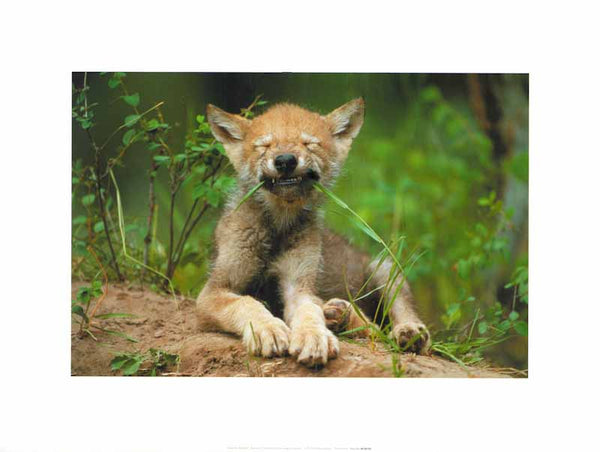 Wolf Cub by Art Wolfe - 12 X 16 Inches (Art Print)