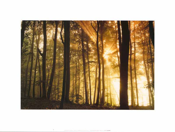 Forest Dawn by Frank Krahmer - 12 X 16 Inches (Art Print)
