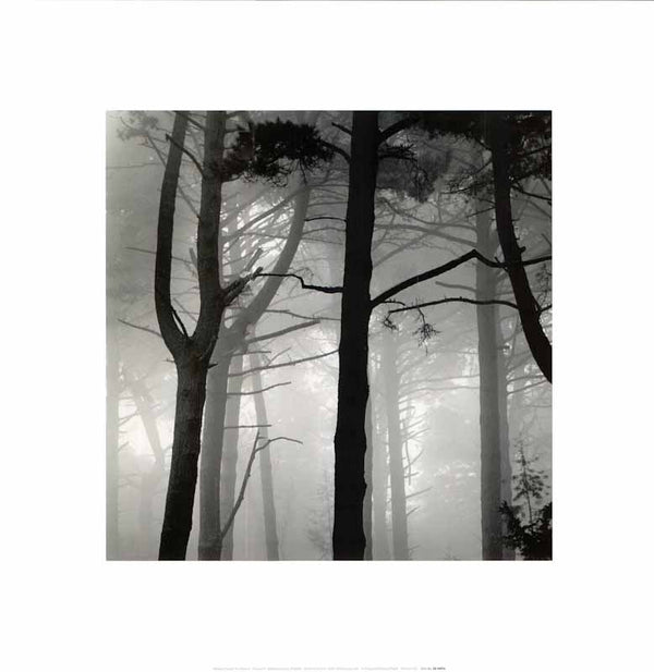The Forest I by Nicholas Pavloff - 16 X 16 Inches (Art Print)