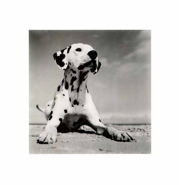 Dalmatian Puppy by Birgit Utech - 16 X 16 Inches (Art Print)