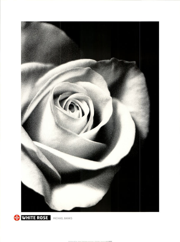 White Rose by Michael Banks - 16 X 16 Inches (Art Print)