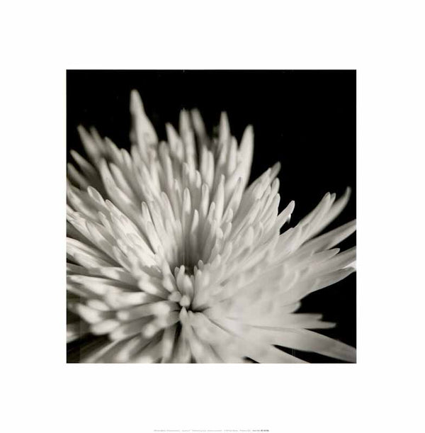 Chrysanthemum II by Michael Banks - 16 X 16 Inches (Art Print)