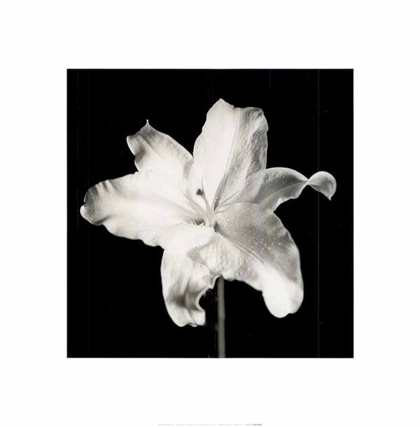 Lily by Michael Banks - 16 X 16 Inches (Art Print)