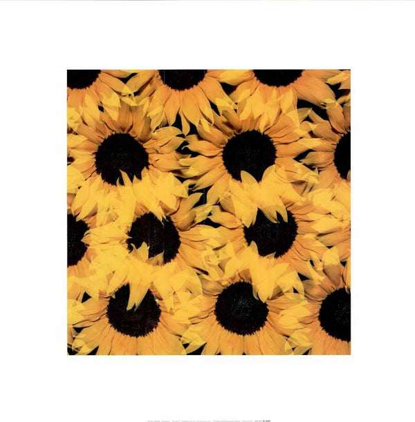 Sunflowers by Sandro Sodano - 16 X 16 Inches (Art Print)