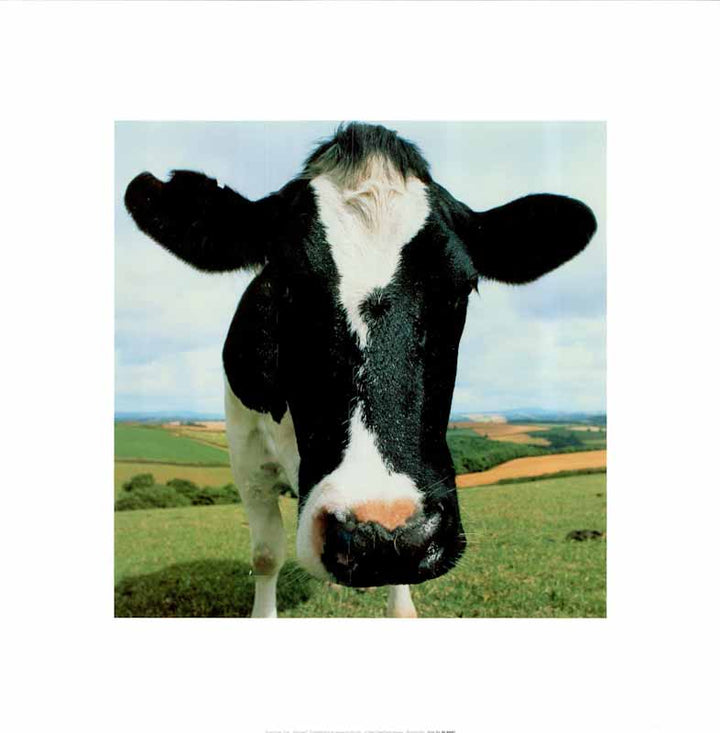 Cow by Peter Cade - 16 X 16 Inches (Art Print)