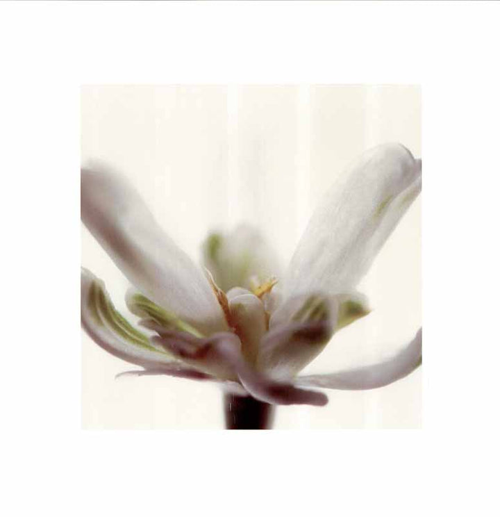 White Flower by Jo Holland - 16 X 16 Inches (Art Print)